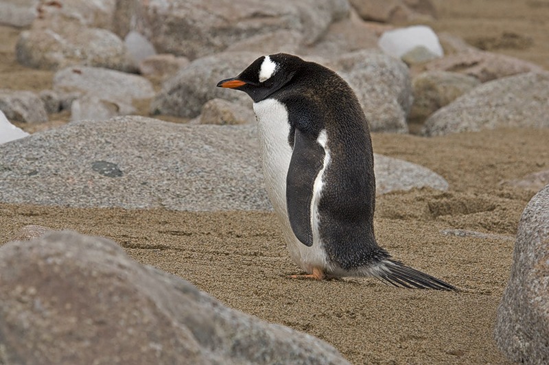 обиженный пингвин.jpg