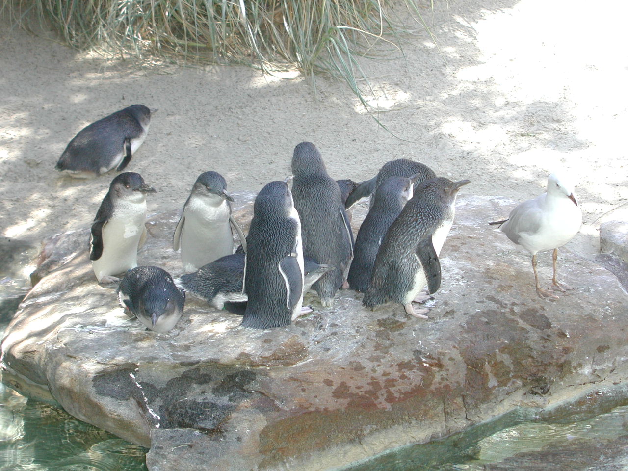 Пингвины.JPG