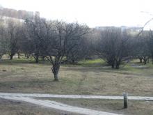 Яблоневый сад в Беляево