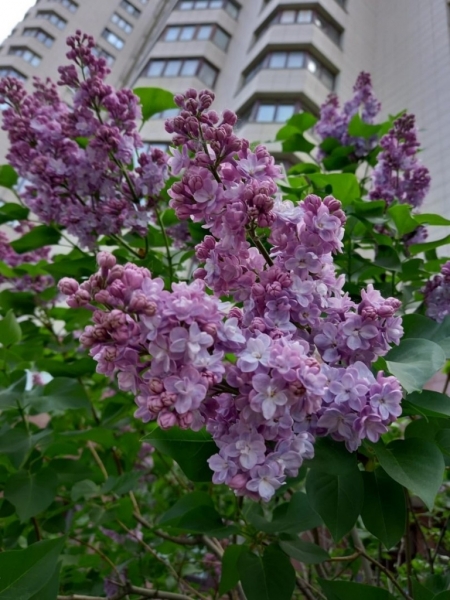 photo_2023-05-25_05-26-40