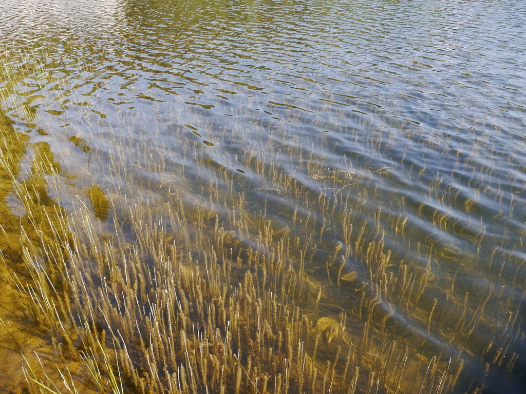 чистая вода в озере Ужин.JPG