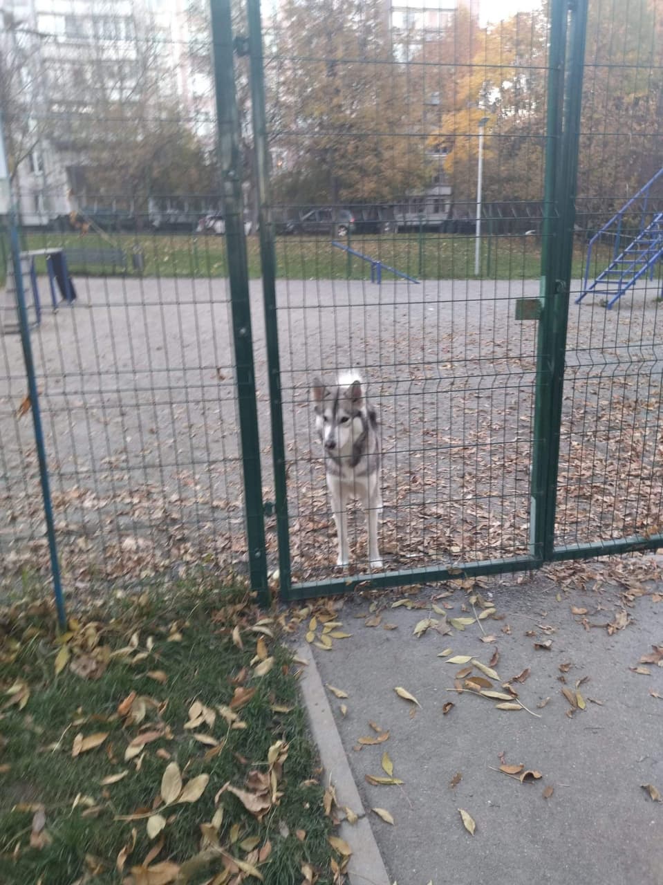 собака потеряла в Ясенево.jpg